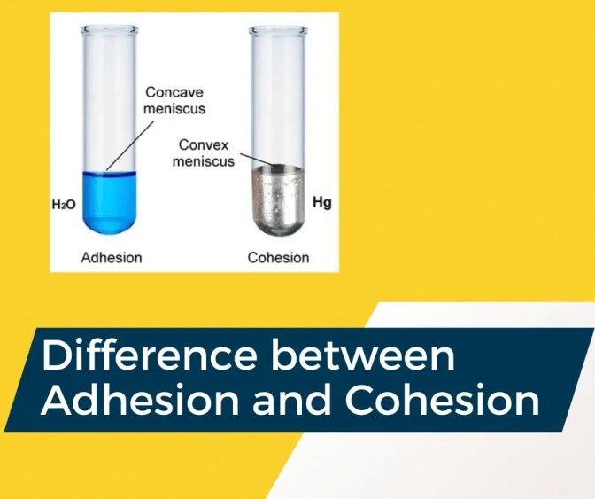 Diferencia entre adhesión y cohesión.